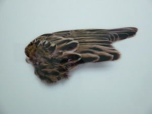 0013_zbigniew_rogalski_07_untitled_-wing_160x160