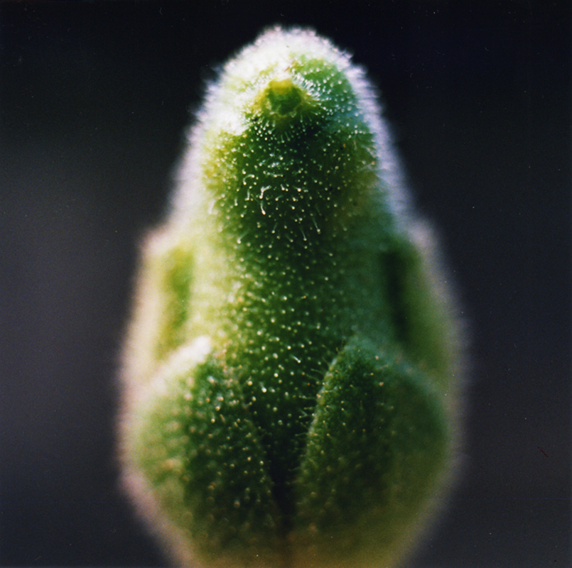 022 淨界 NO.7 如如不動 75 x 75 cm 2009