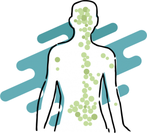 I recettori del Sistema Endocannabinoide