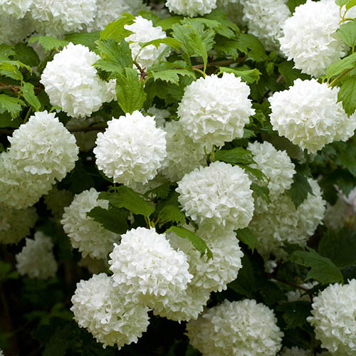 Viburnum opulus Roseum Snowball Tree YouGarden