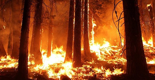 incendios forestales y cambio climático