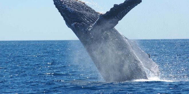 caza de ballenas
