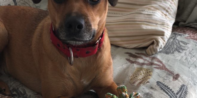 ojos de los perros