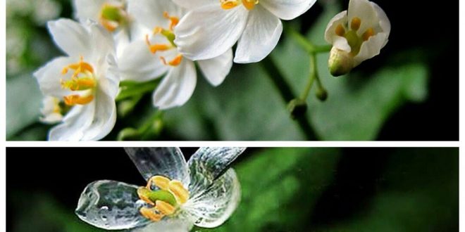 Diphylleia grayi, flor de cristal o flor esqueleto