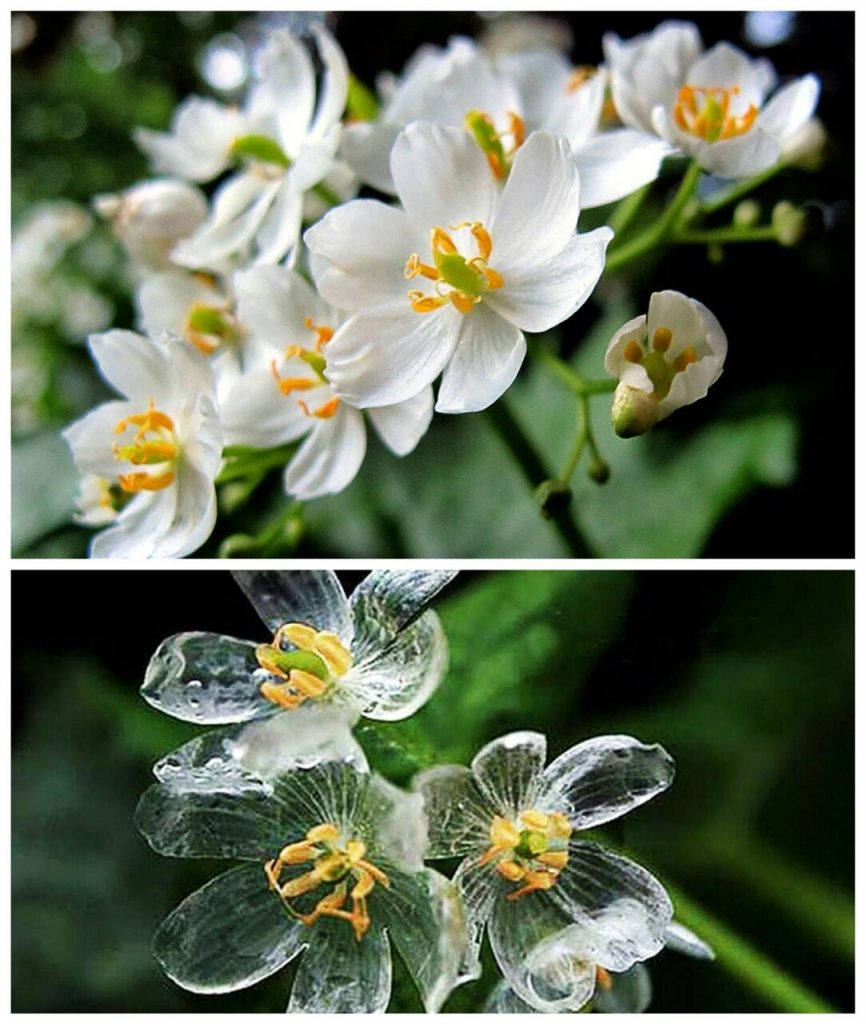 Diphylleia grayi, flor de cristal o flor esqueleto
