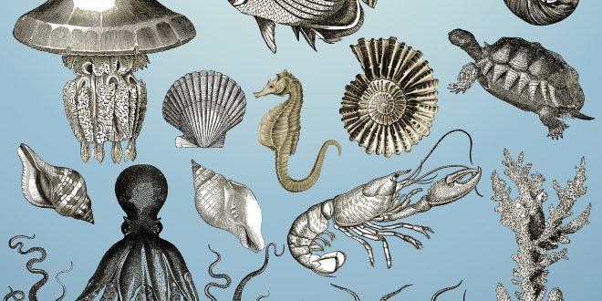 descubre un evento clave para la evolución de la diversidad marina