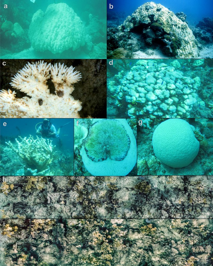 blanqueamiento arrecifes de coral