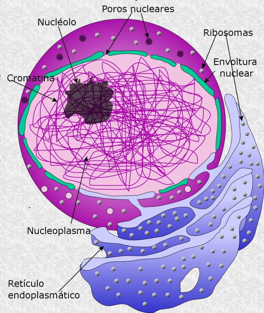 Nucleolo