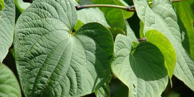 kava kava