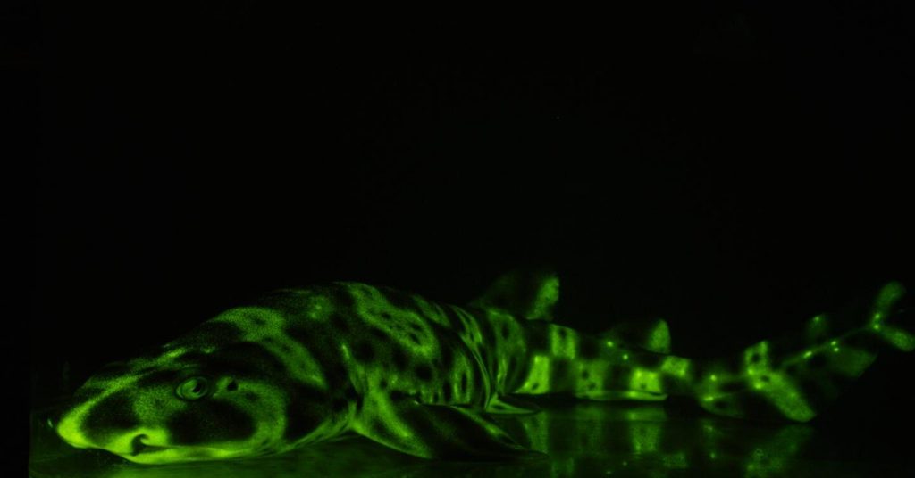 tiburón gato