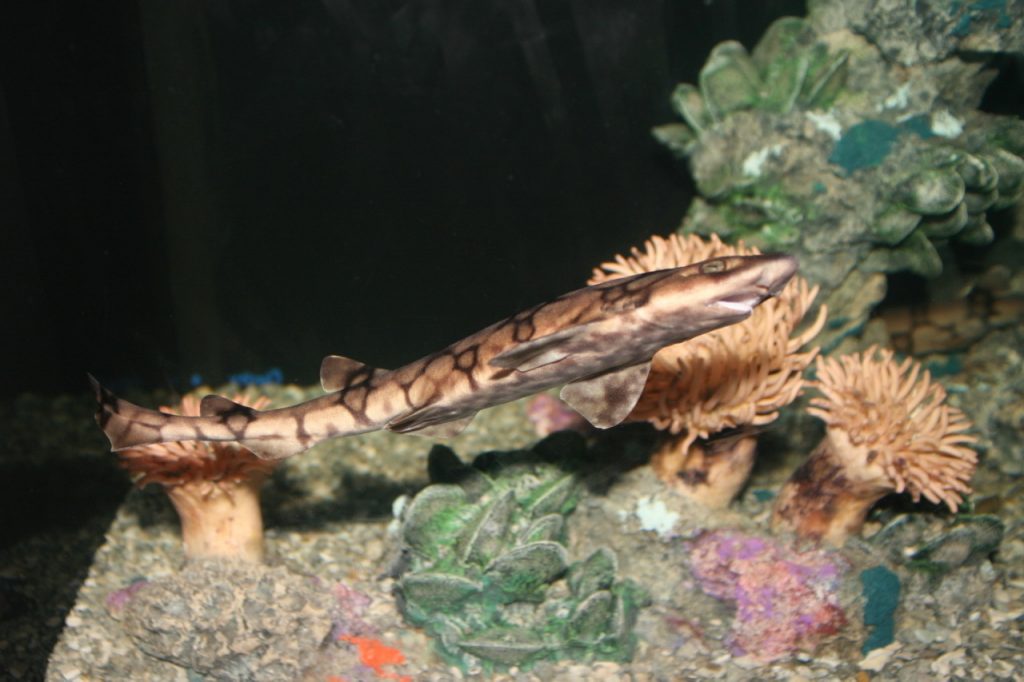 tiburones alitan mallero