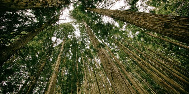 co2 arboles