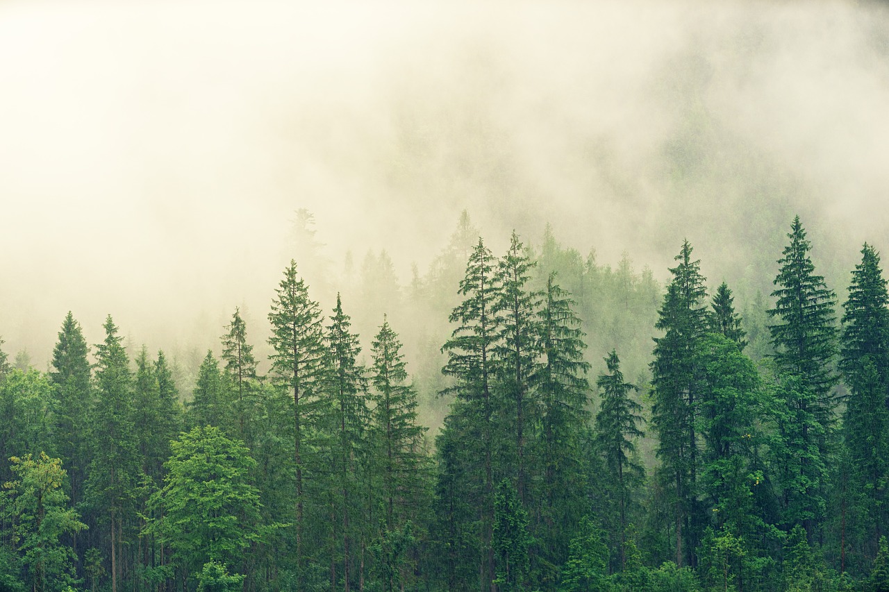 co2 arbol