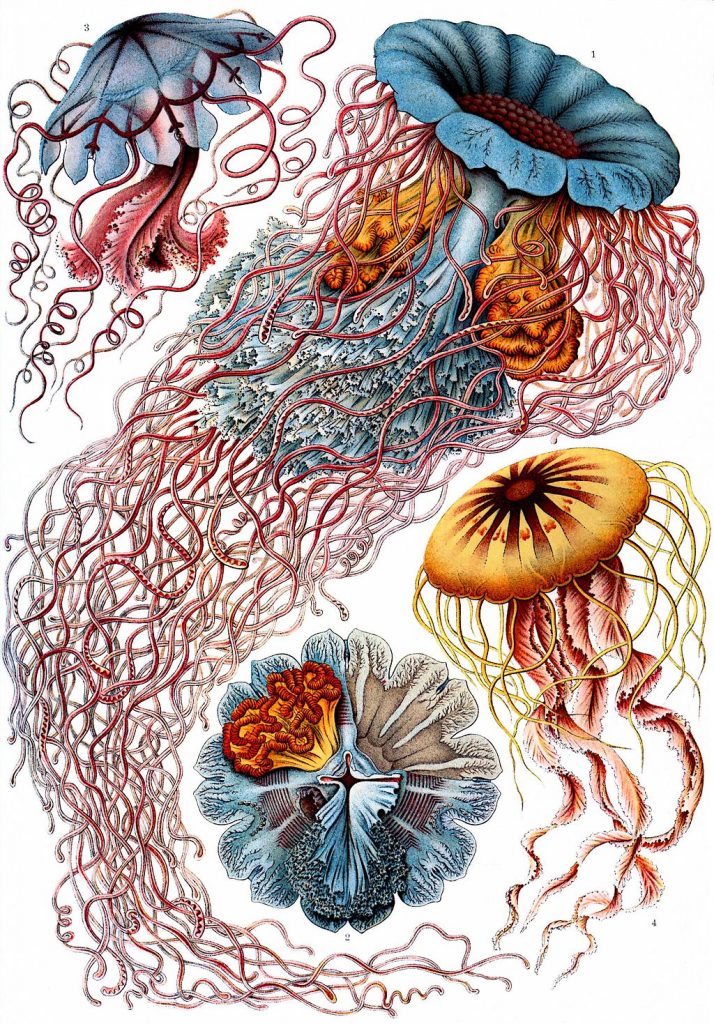 medusas dibujos