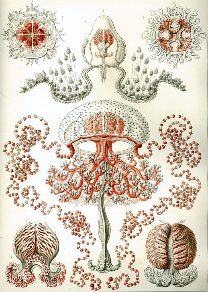 haeckel dibujos medusas