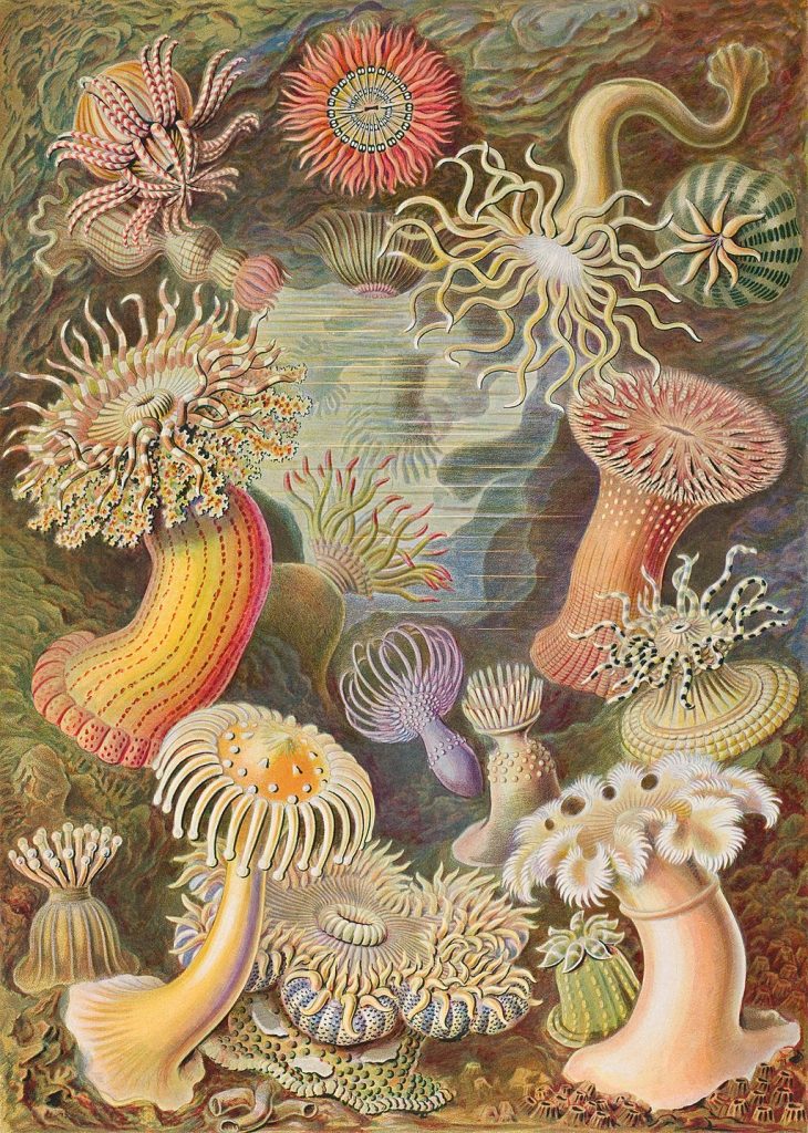 medusas-ilustraciones