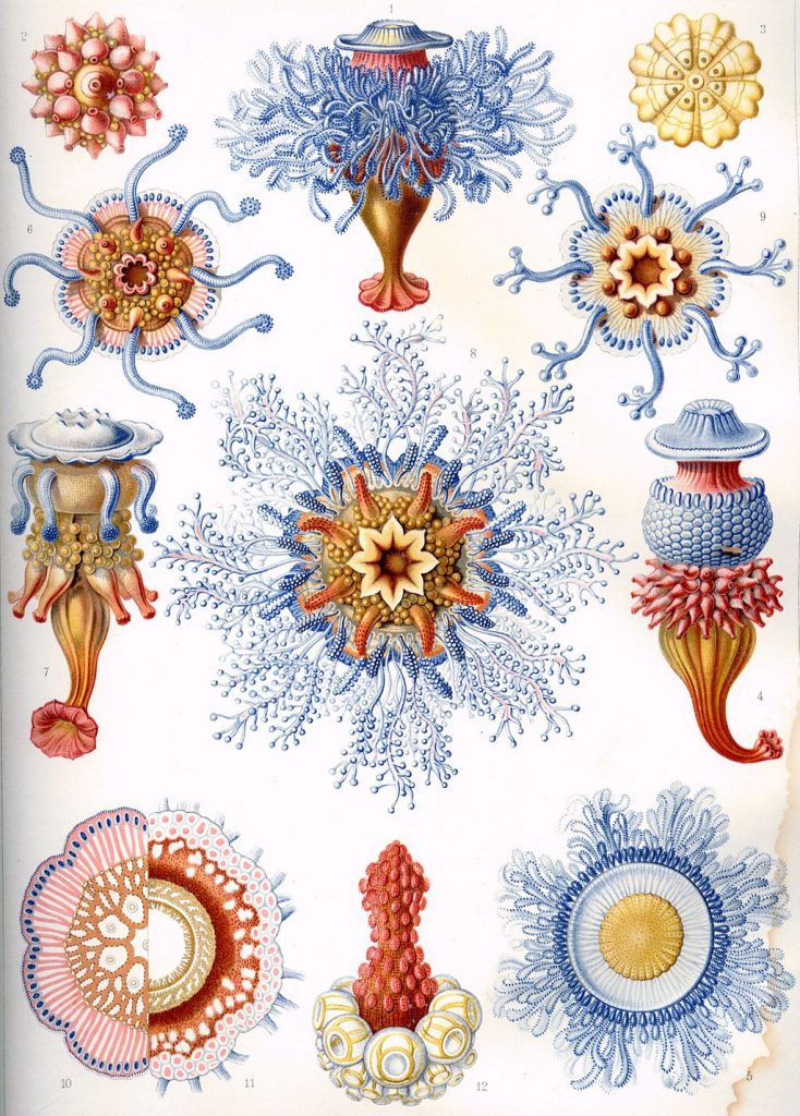 haeckel ilustraciones medusas