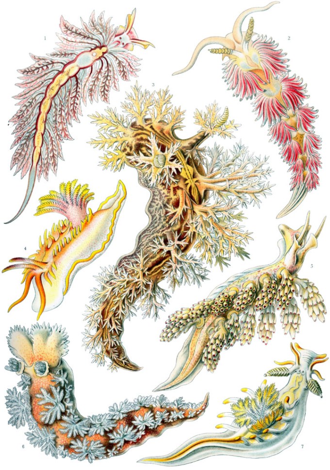 nudibranquios dibujados por Ernst haeckel