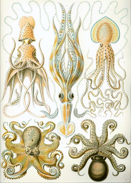 cefalopodos ilustracion