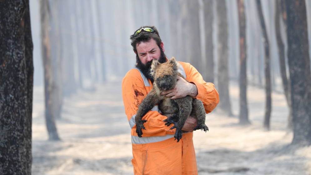 koalas incendio australia