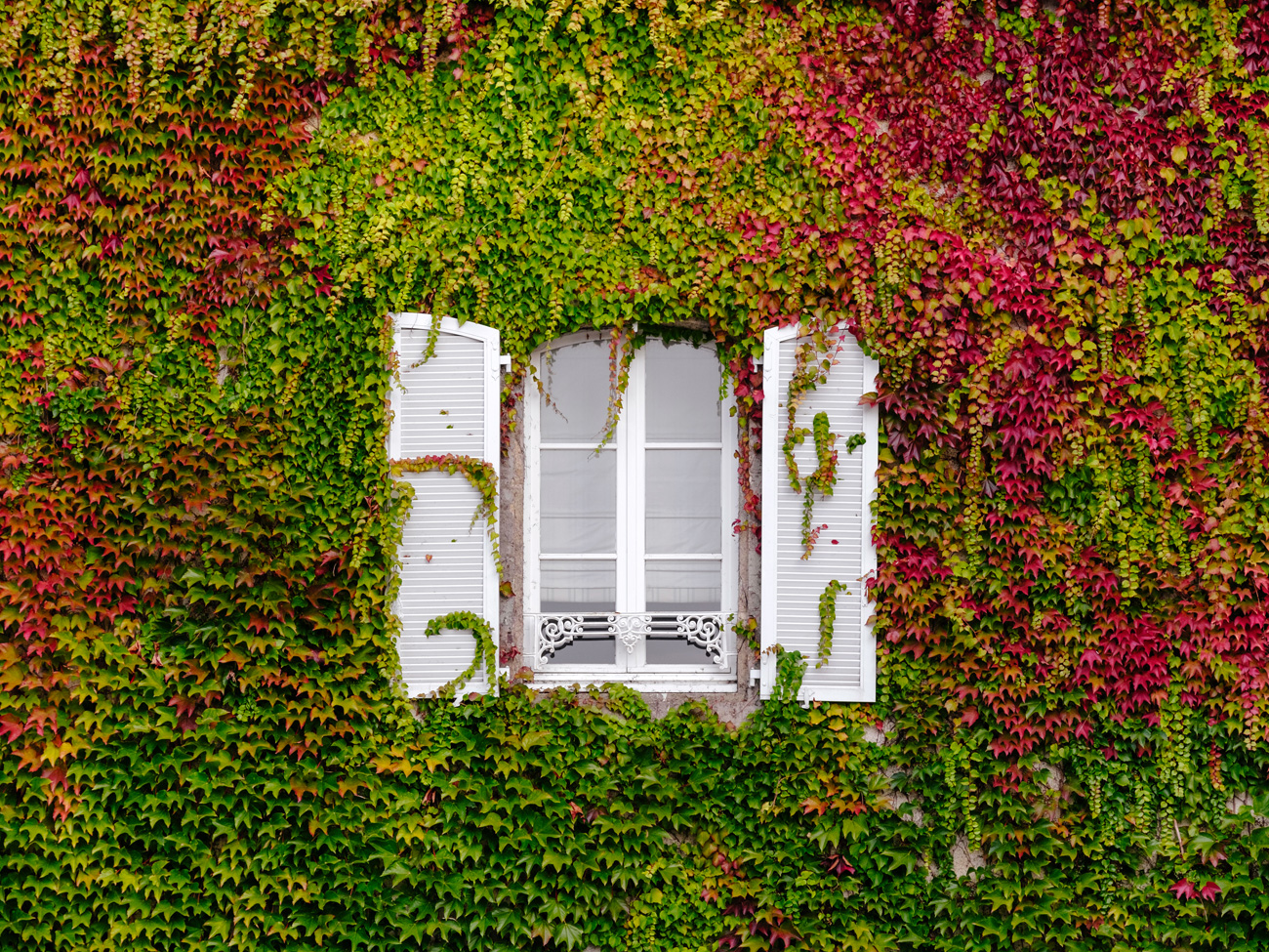Fenêtre de maison entourée de lierre