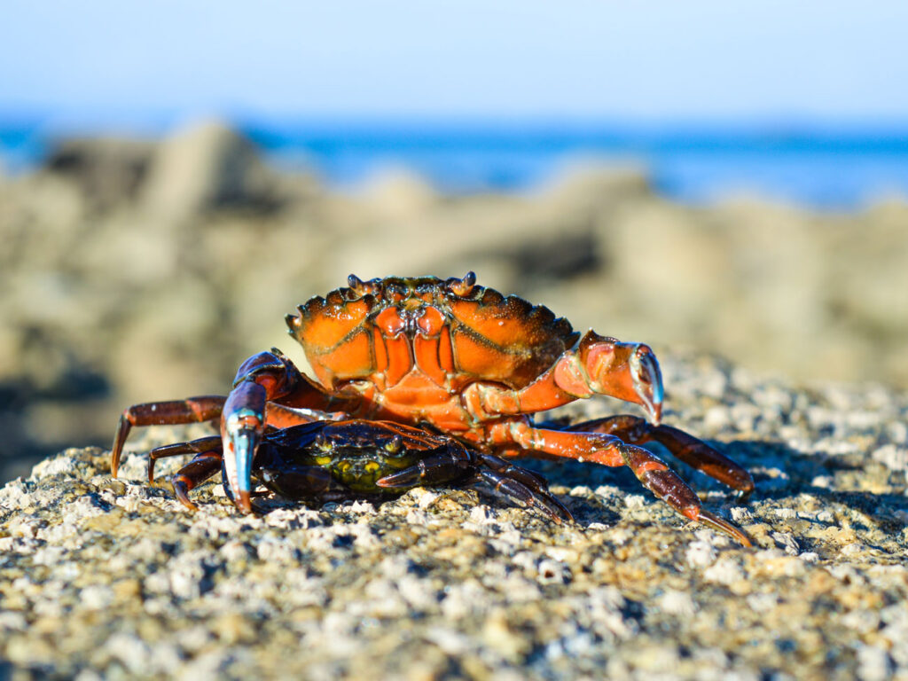 Les KPI, des crabes ? Pas forcément !
