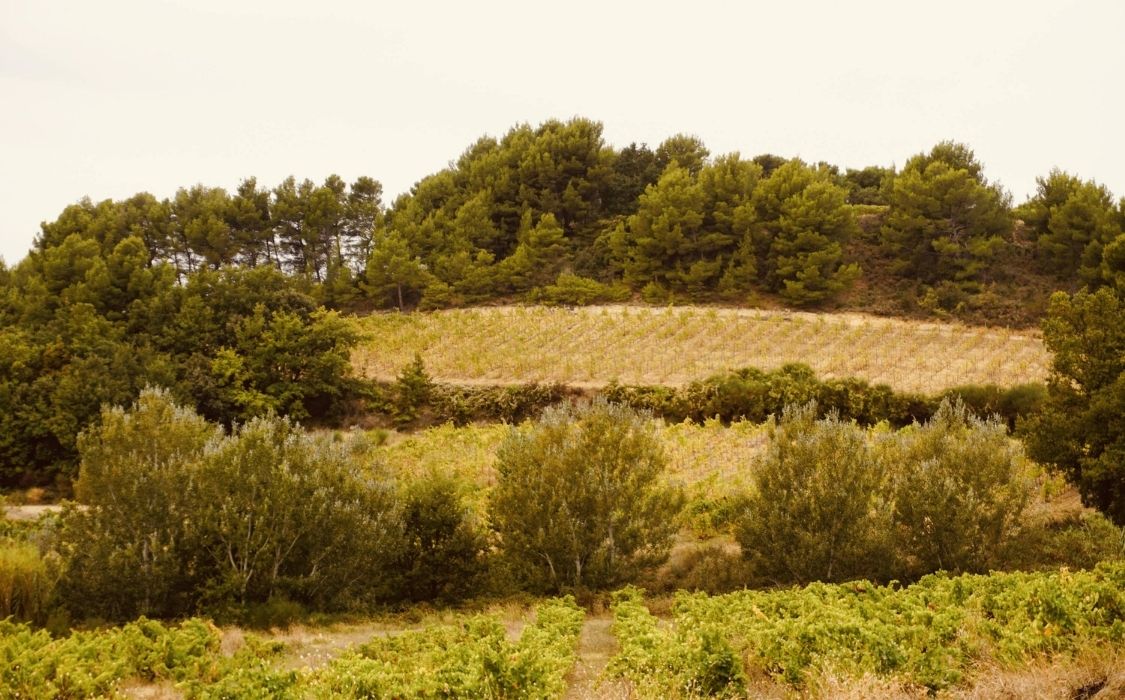 Sol argileux