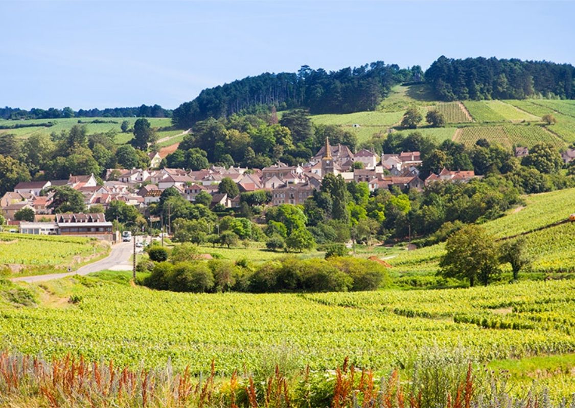 Pernand-vergelesses bourgogne blanc