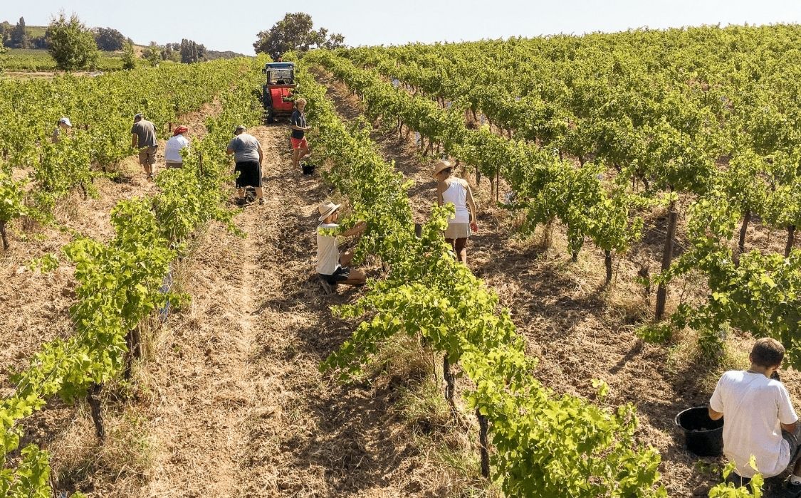 Pétillant biodynamie