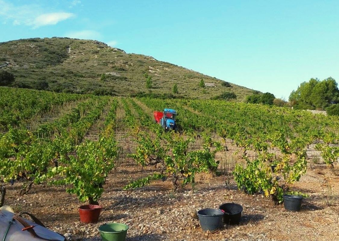Vin Languedoc