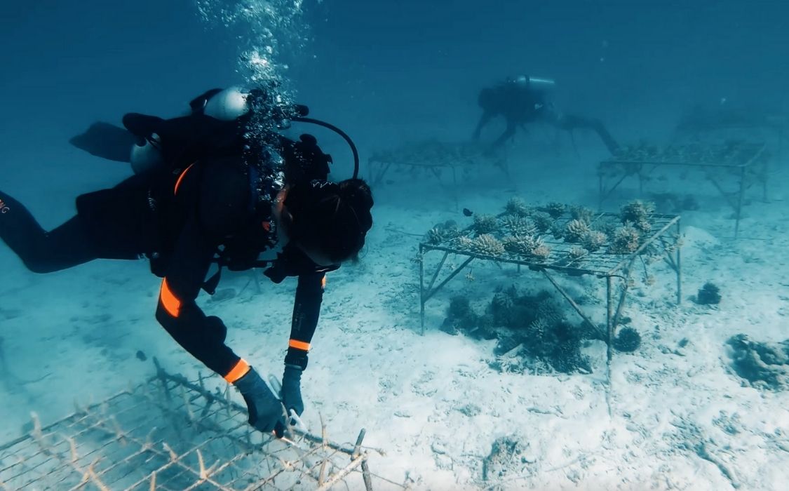 Plantez un corail