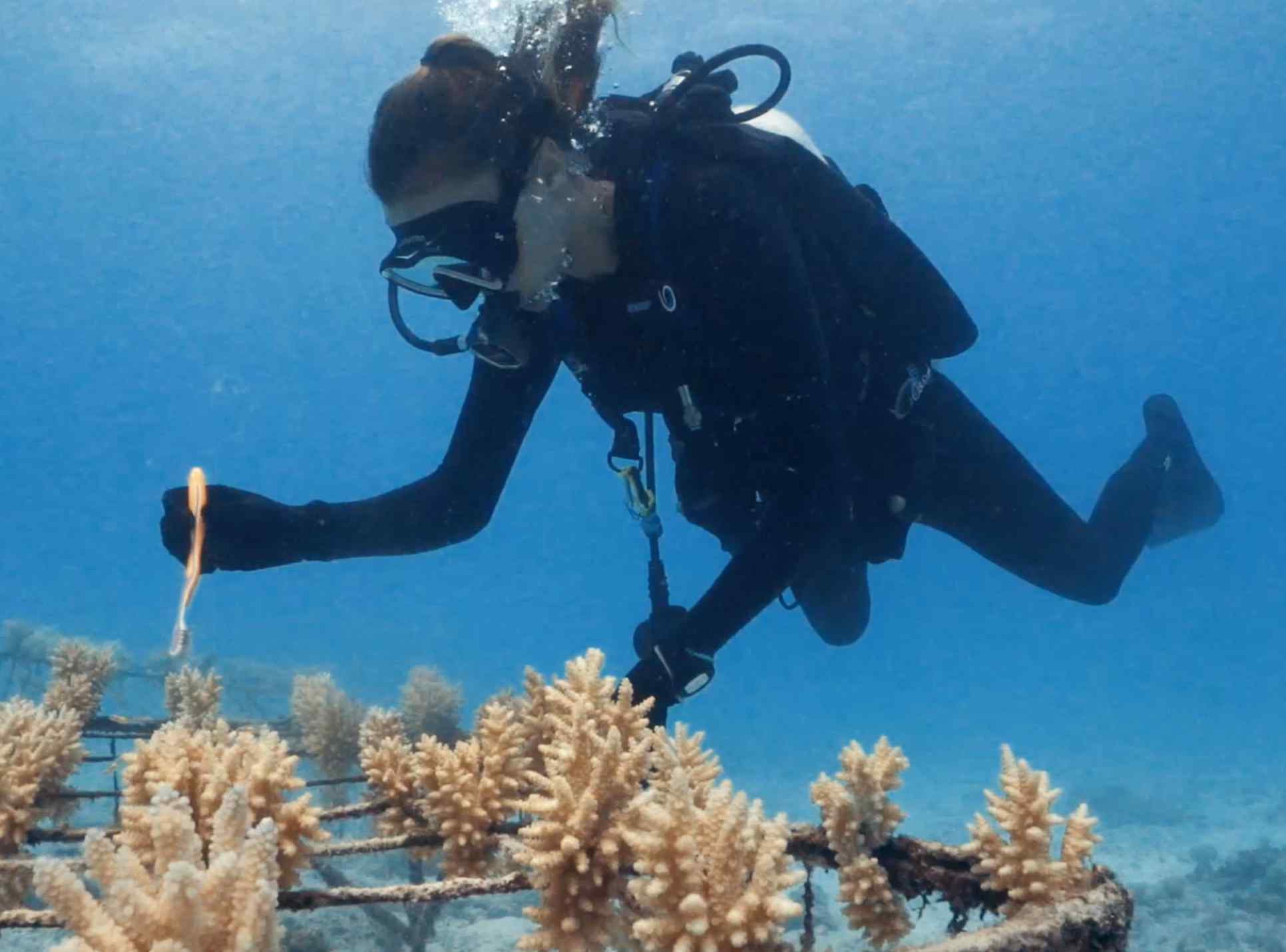 Faire pousser du corail