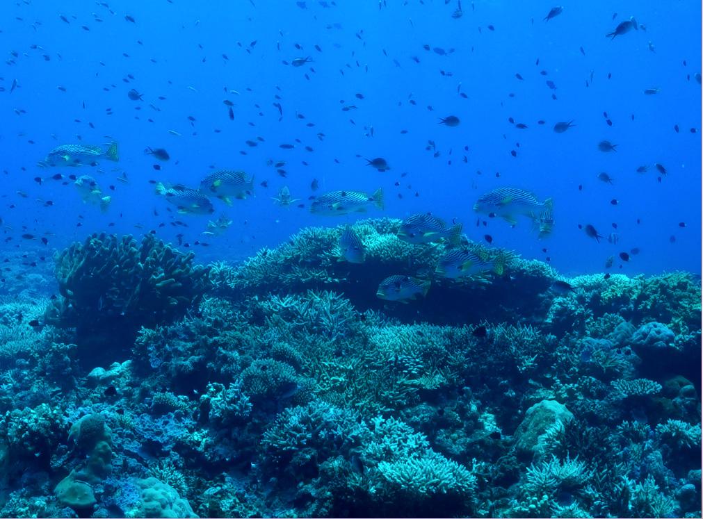 Plantation de corail