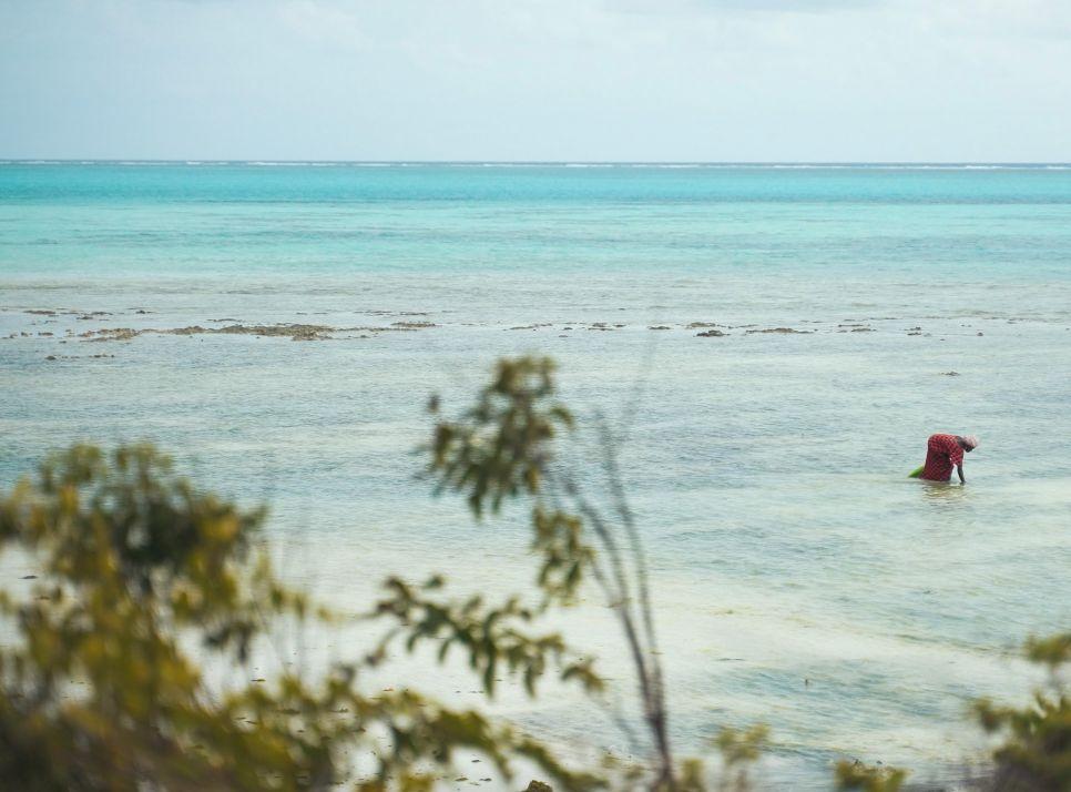 Faire pousser du corail
