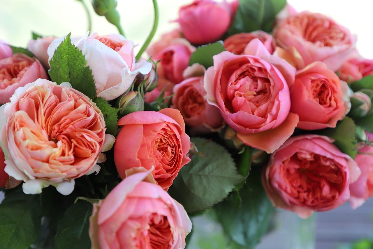 Rose Garden