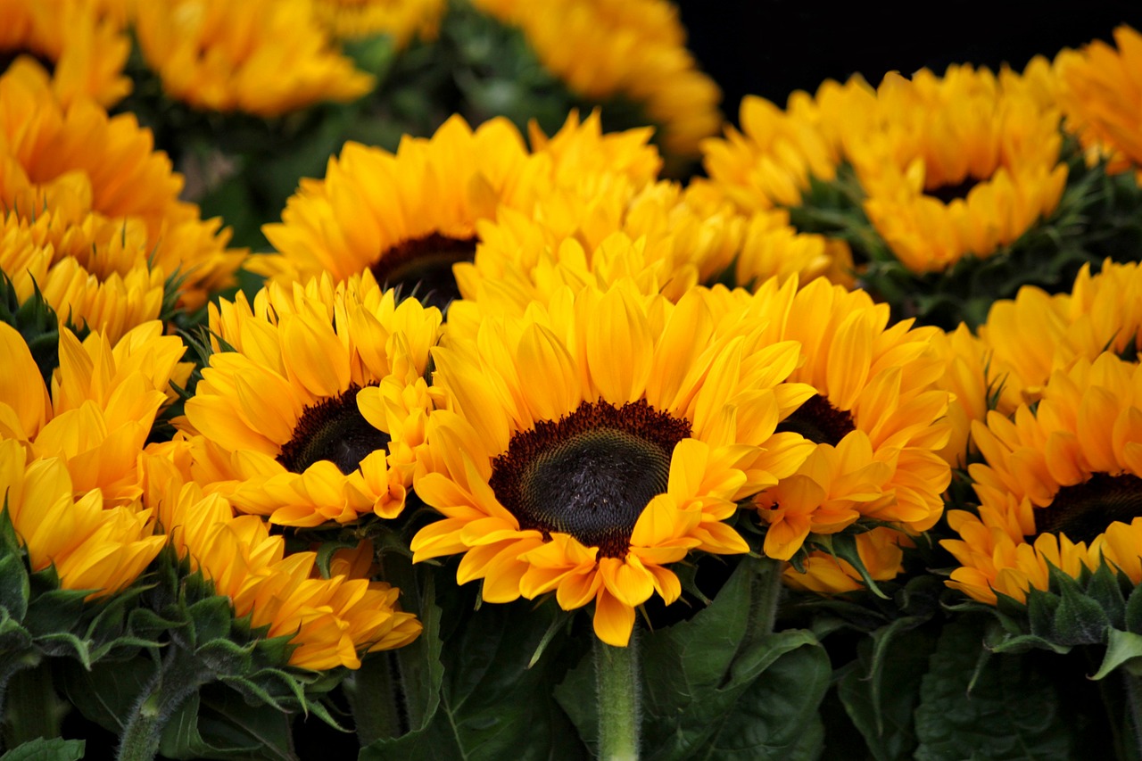Girasoli