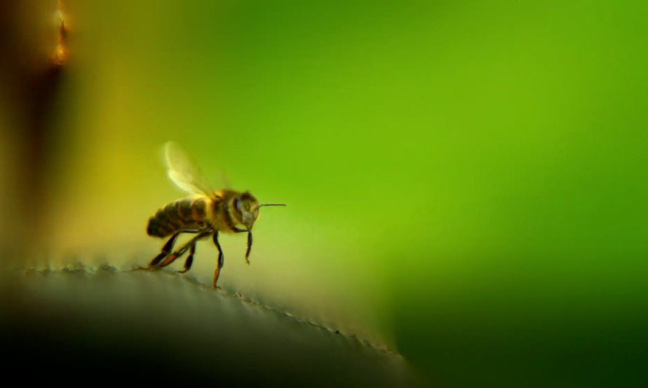1 Avec mes abeilles macro
