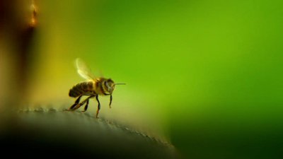1 Avec mes abeilles macro