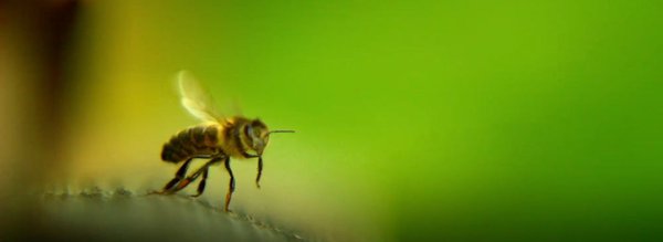 1 Avec mes abeilles macro