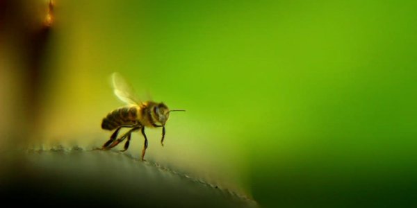 1 Avec mes abeilles macro