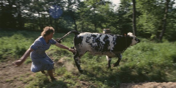 1992 Femme Vache Sinety.jpg