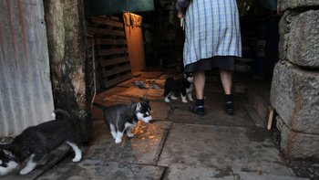Inès Léraud journal Breton intérieur rural