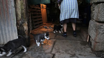 Inès Léraud journal Breton intérieur rural