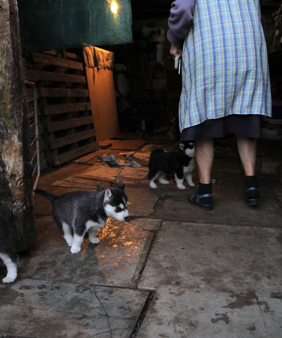 Inès Léraud journal Breton intérieur rural