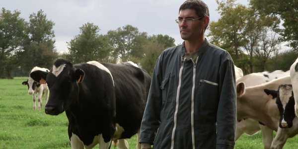 Agriculteur entouré de ses vaches - Les apprentis en herbe