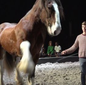 Calou et cheval dans le manège - Métamorphose