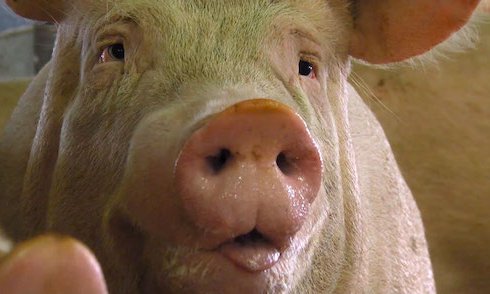 regard de cochon gros plan