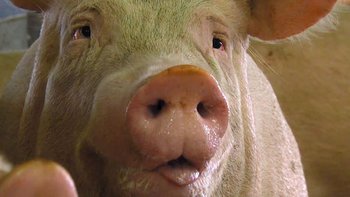 regard de cochon gros plan