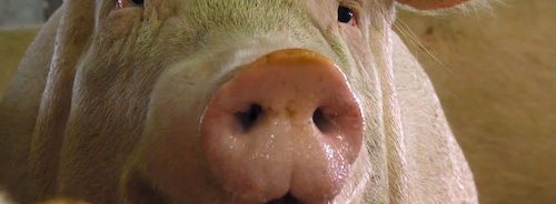 regard de cochon gros plan