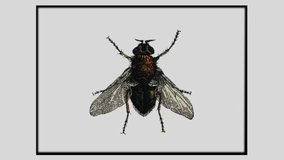 Yuna Amand curiosités plasticienne